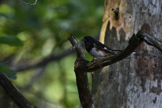 Image of Eastern Towhee