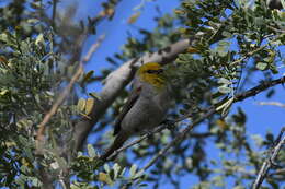 Image of Auriparus Baird & SF 1864