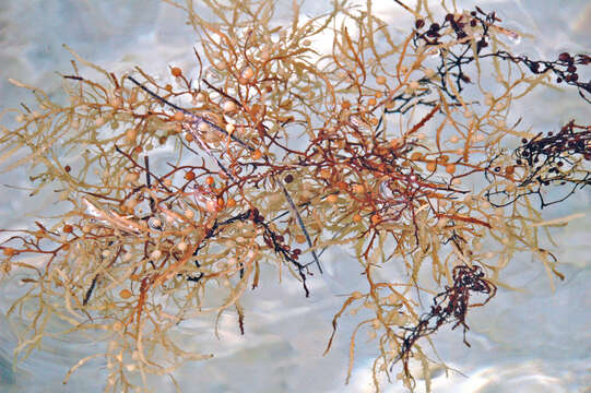 Слика од Sargassum natans