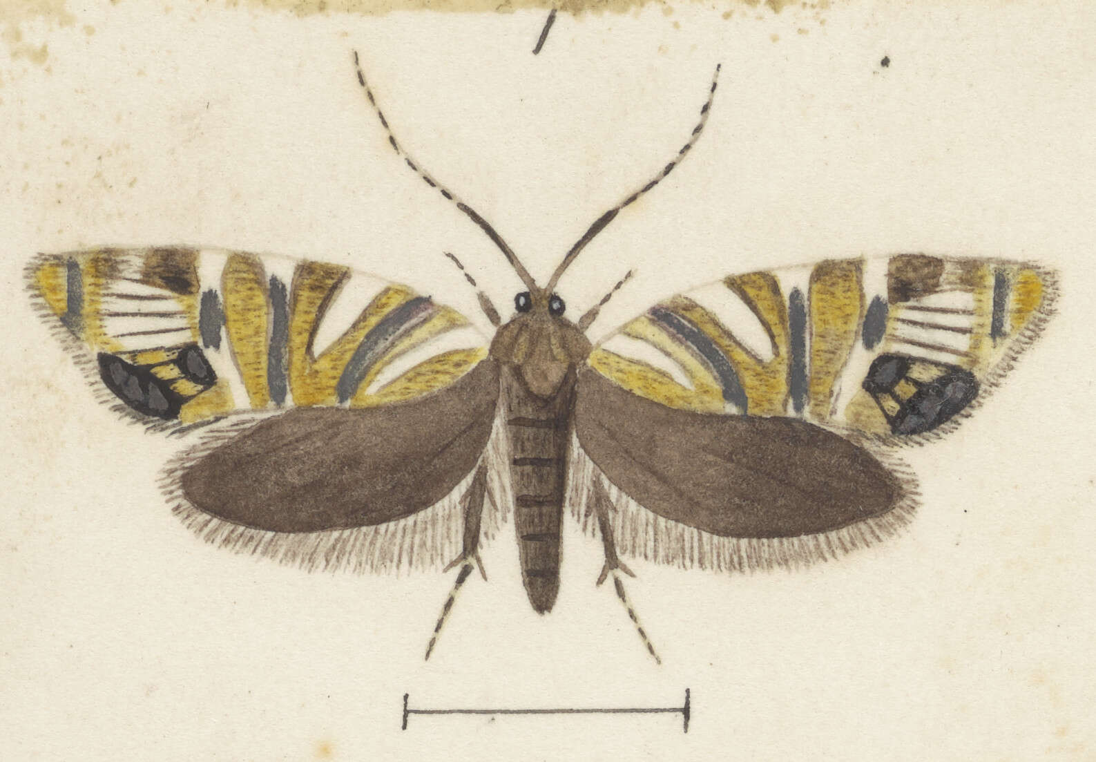 Image of Protosynaema eratopis Meyrick 1885