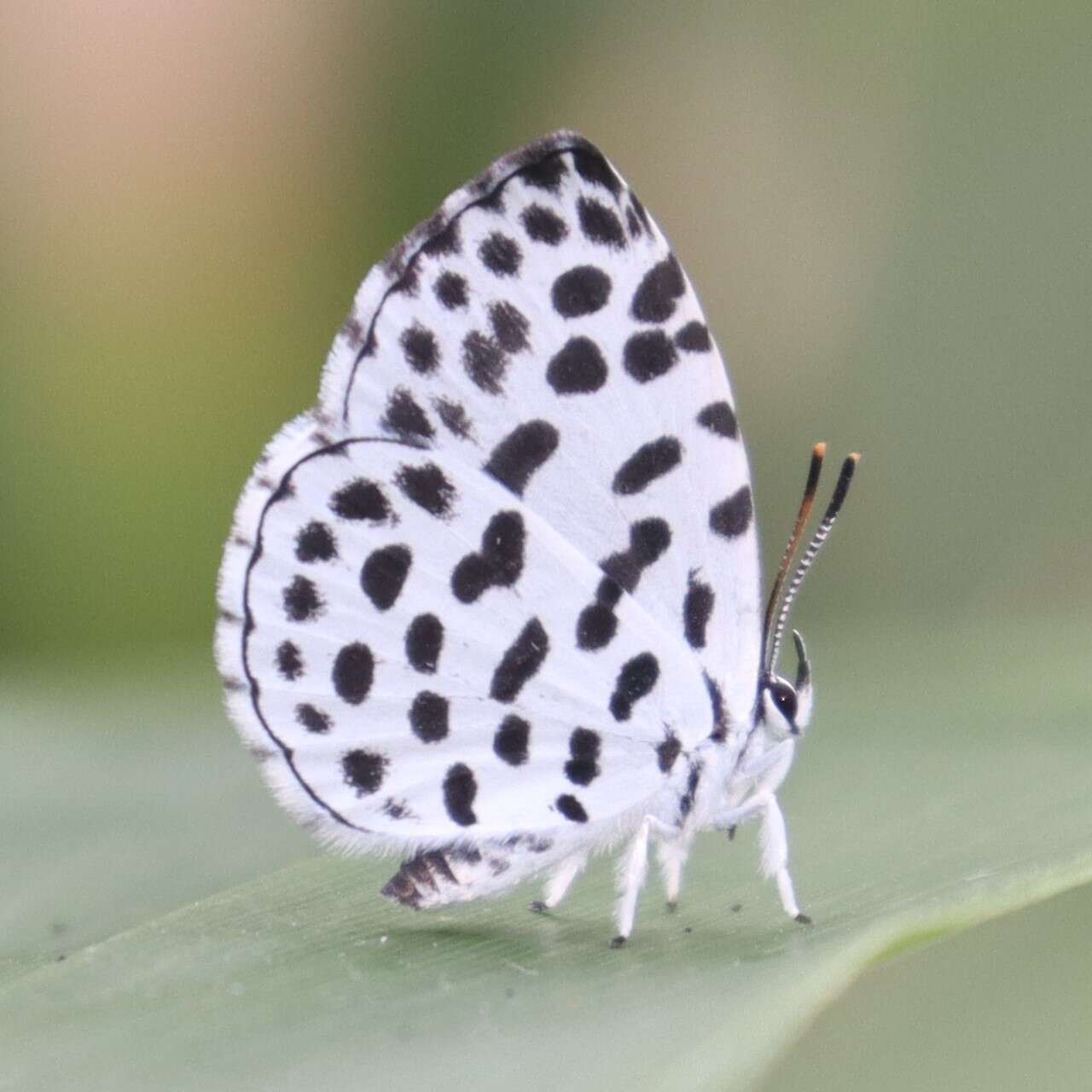 Image of Forest Pierrot