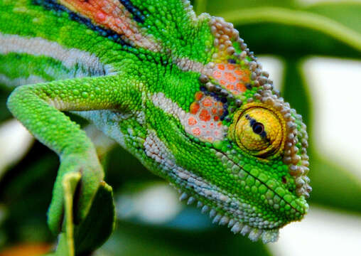 Image of Cape dwarf chameleon