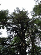 Image of <i>Pseudotsuga <i>menziesii</i></i> menziesii