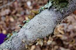 Image of Frosty saucer lichen