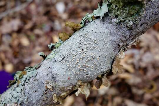 Image of Frosty saucer lichen