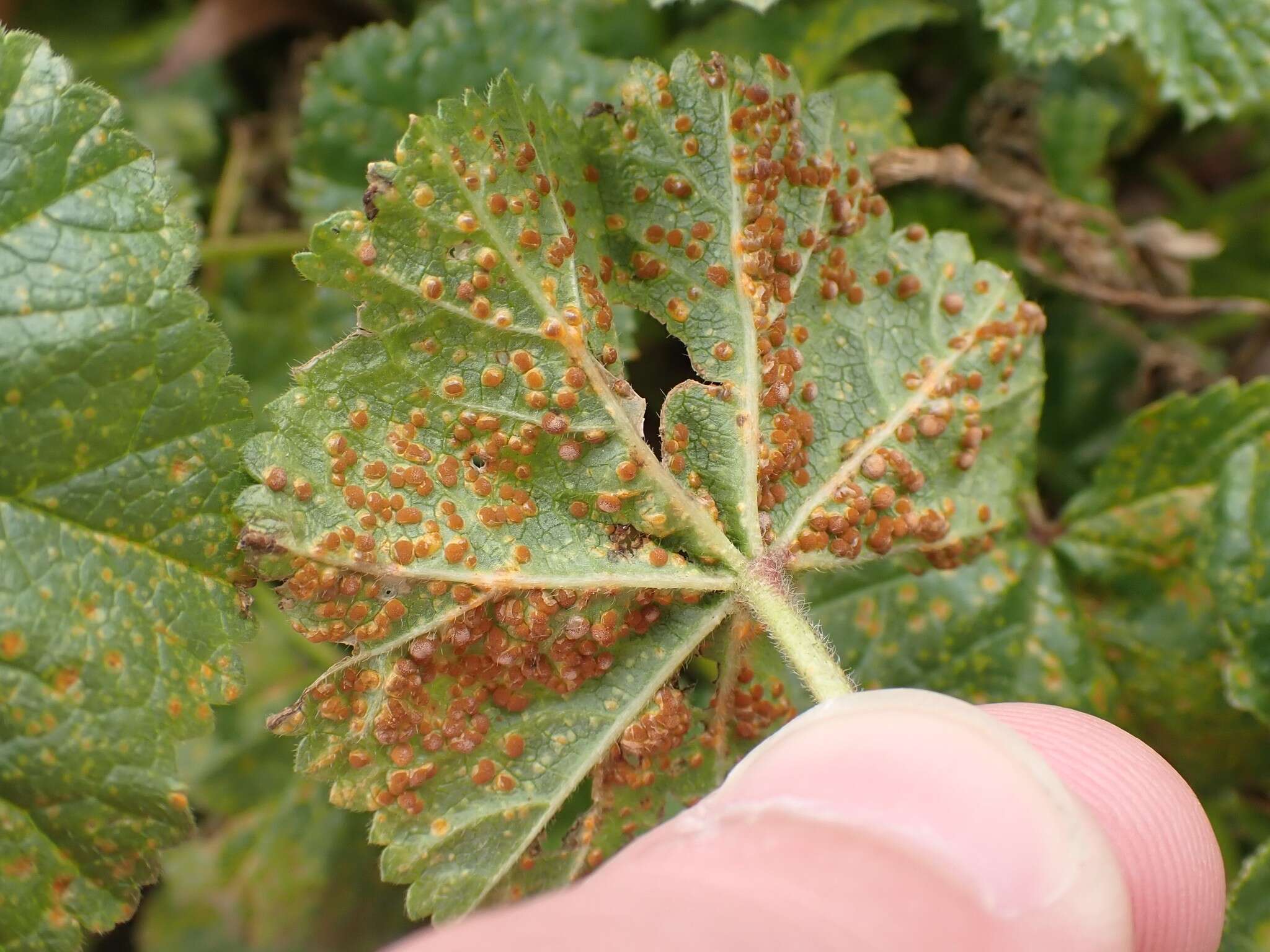 Image of Puccinia malvacearum Bertero ex Mont. 1852