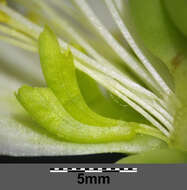 Image of black hellebore