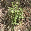 Image of Chaffweed