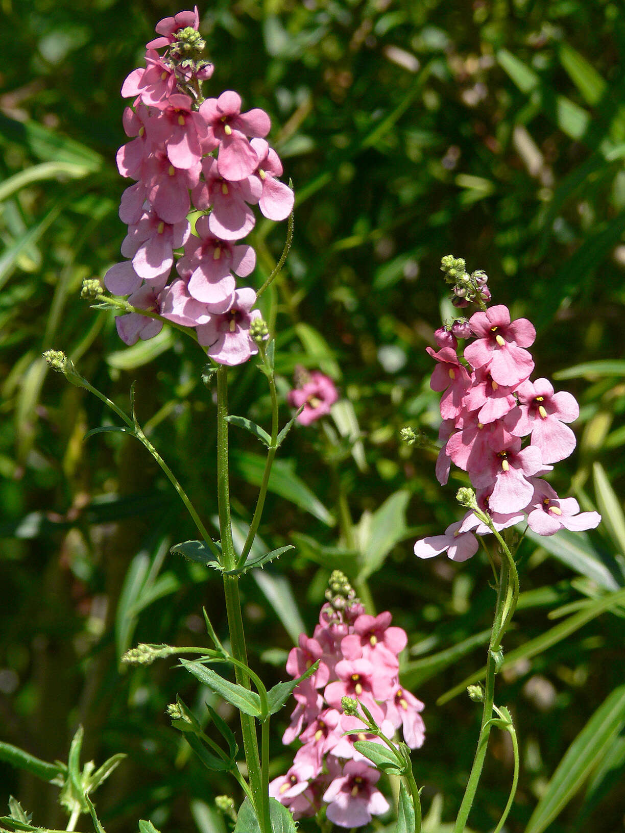 Image of Diascia rigescens E. Mey. ex Benth.