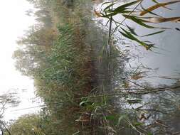 Image of Soft Hornwort