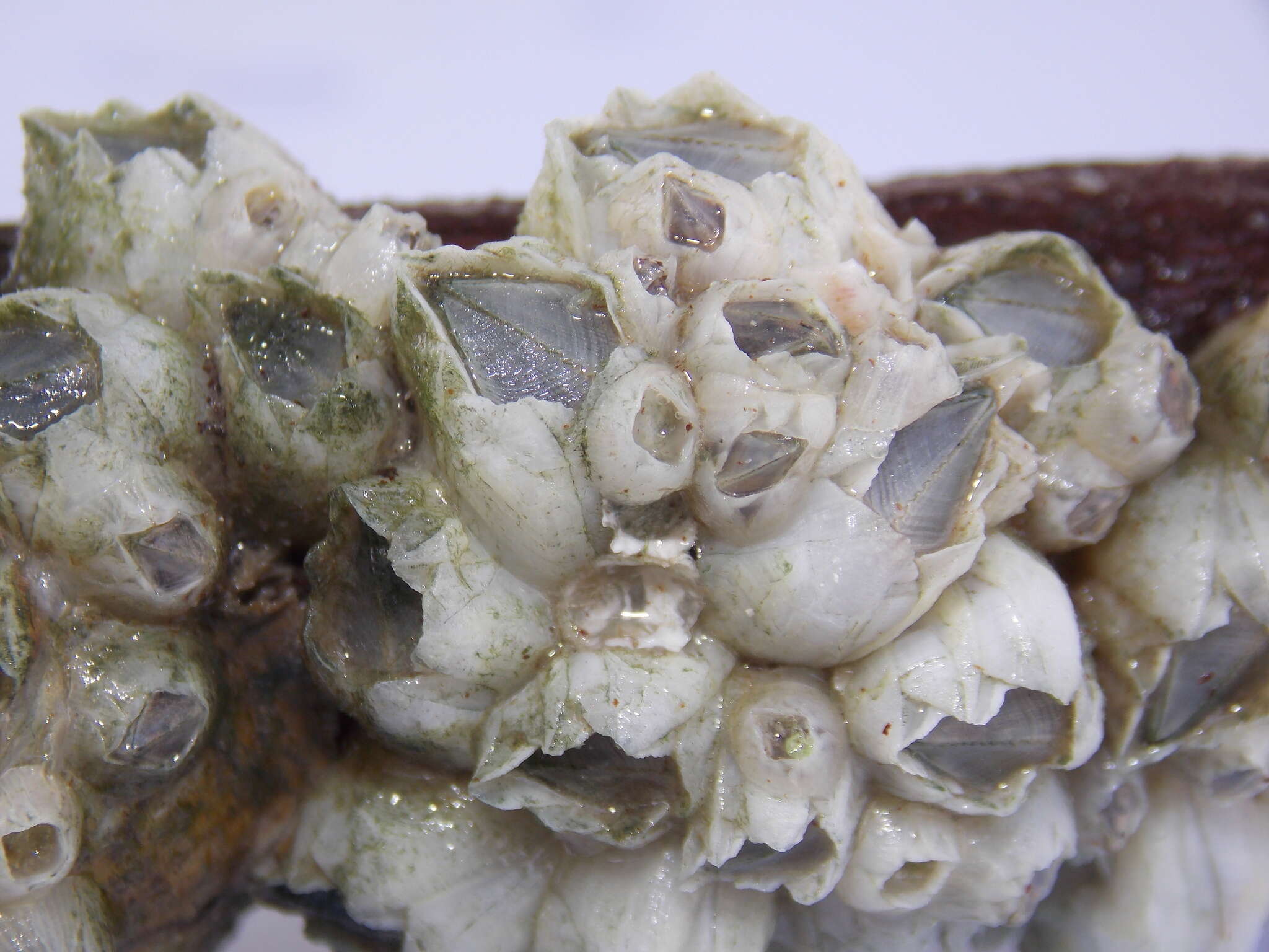 Image of Ivory barnacle