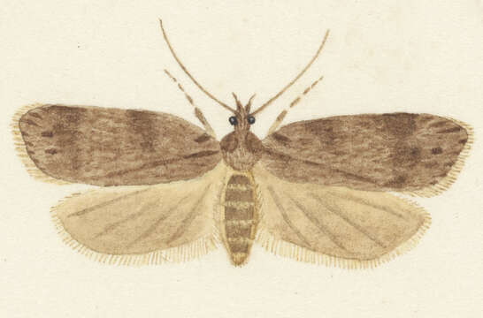 Image of Izatha copiosella Walker 1864