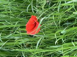 Image of corn poppy