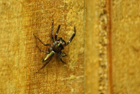 Image of Jumping spider