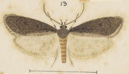 Image of Atomotricha ommatias Meyrick 1884