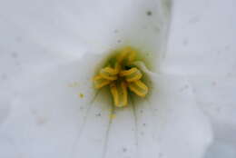 Image of White trillium