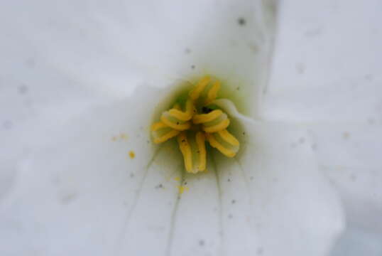 Imagem de Trillium grandiflorum (Michx.) Salisb.