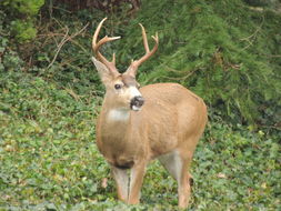Image of Columbian Black-tailed Deer