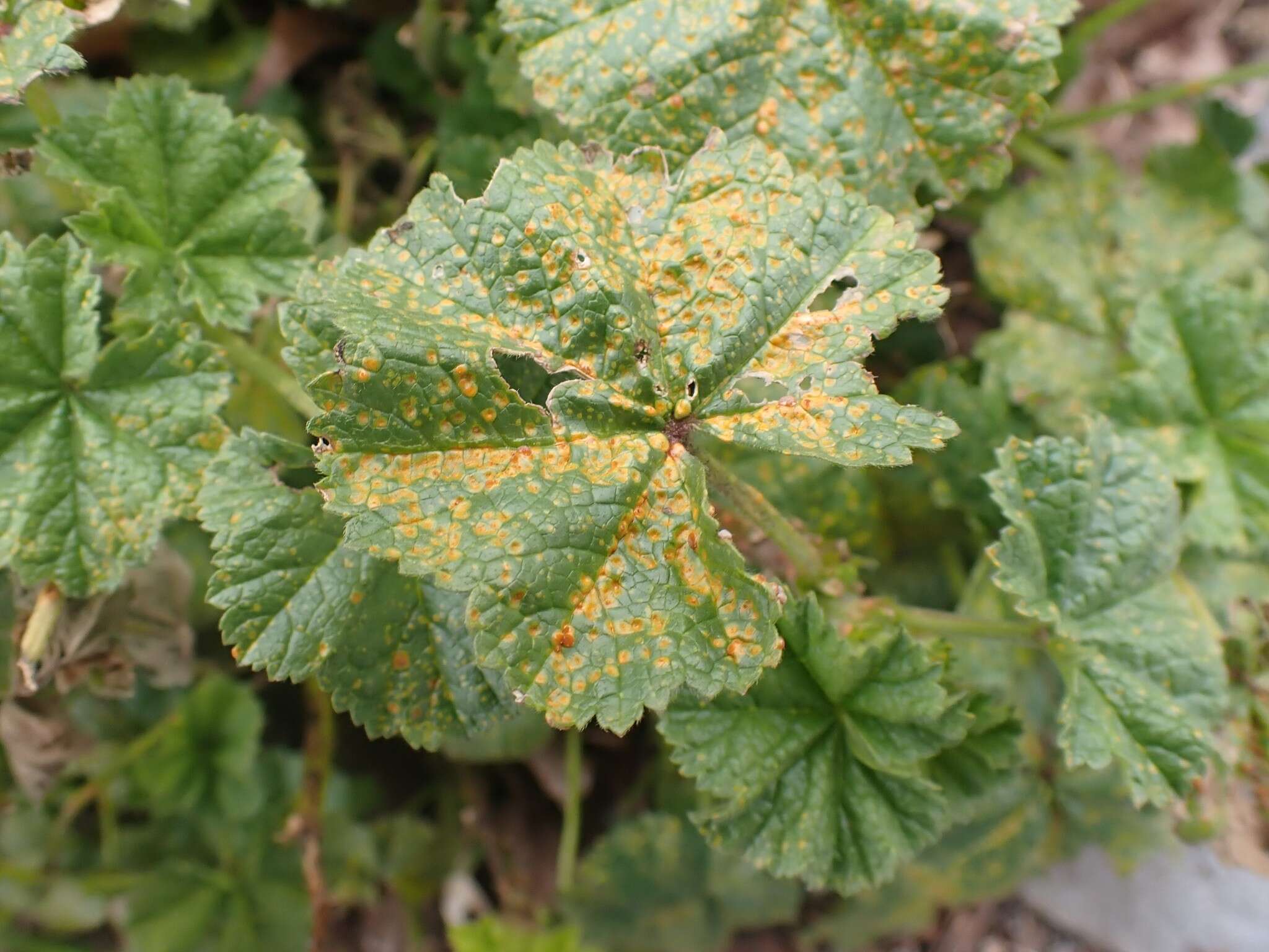 Image of Puccinia malvacearum Bertero ex Mont. 1852