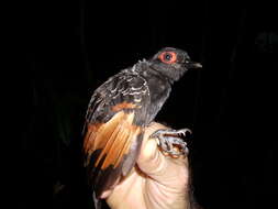 Image of Reddish-winged Bare-eye