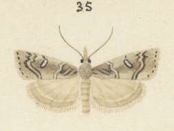 Image of beaked moss moth
