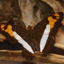 Image of <i>Adelpha phylaca</i>