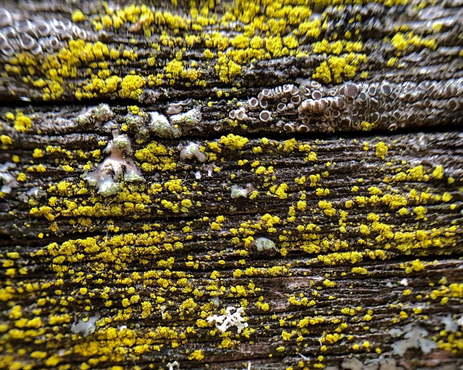 Image of eggyolk lichen