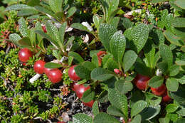 Image of Alpine bearberry