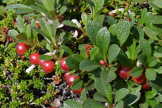 Image of Alpine bearberry