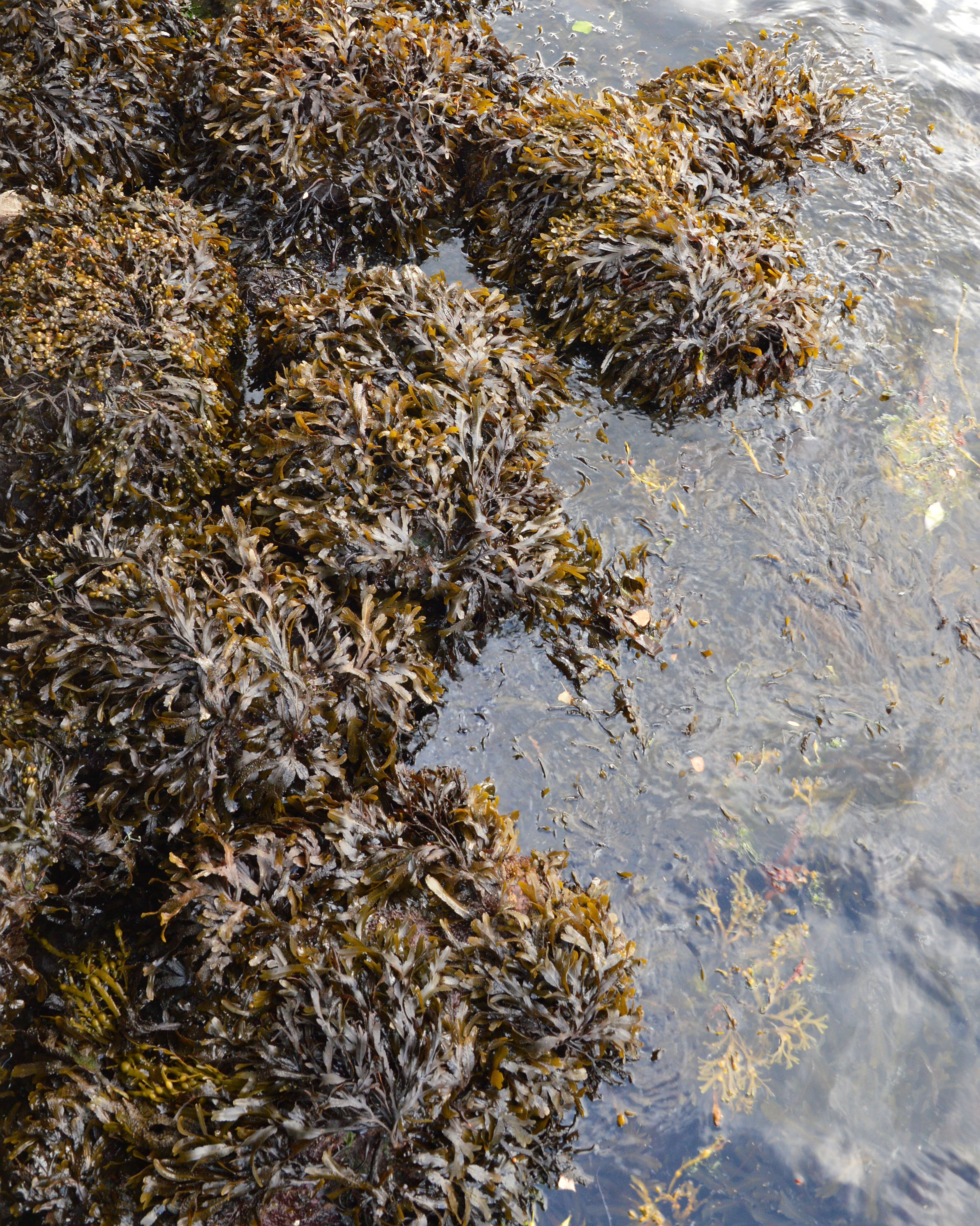 Imagem de Fucus serratus