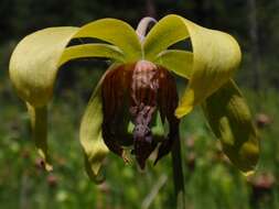 Image of California pitcherplant