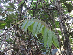Image of <i>Cnestis polyphylla</i>