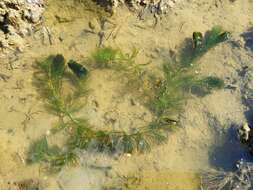 Image of Soft Hornwort