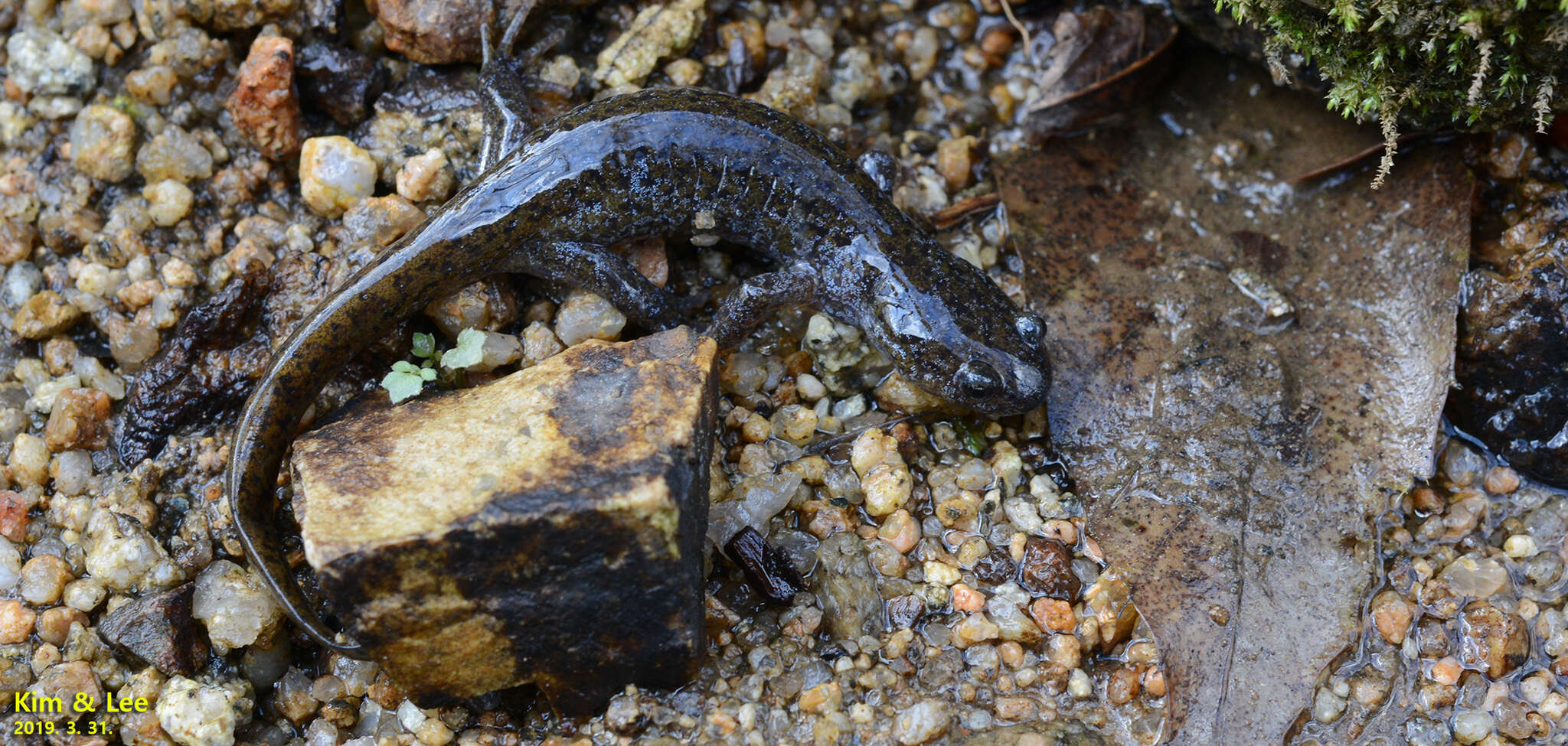 Image of Chinese Salamander