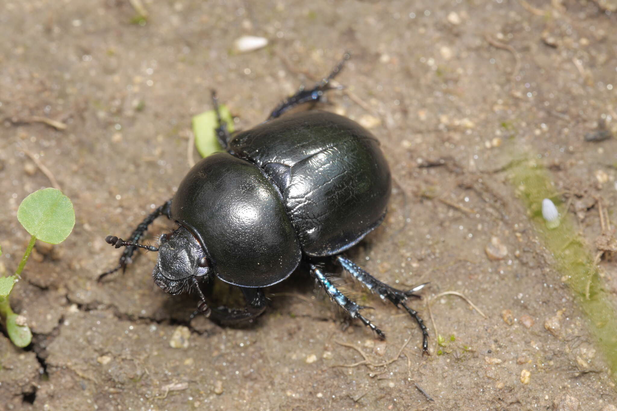 Image of Geotrupes vernalis