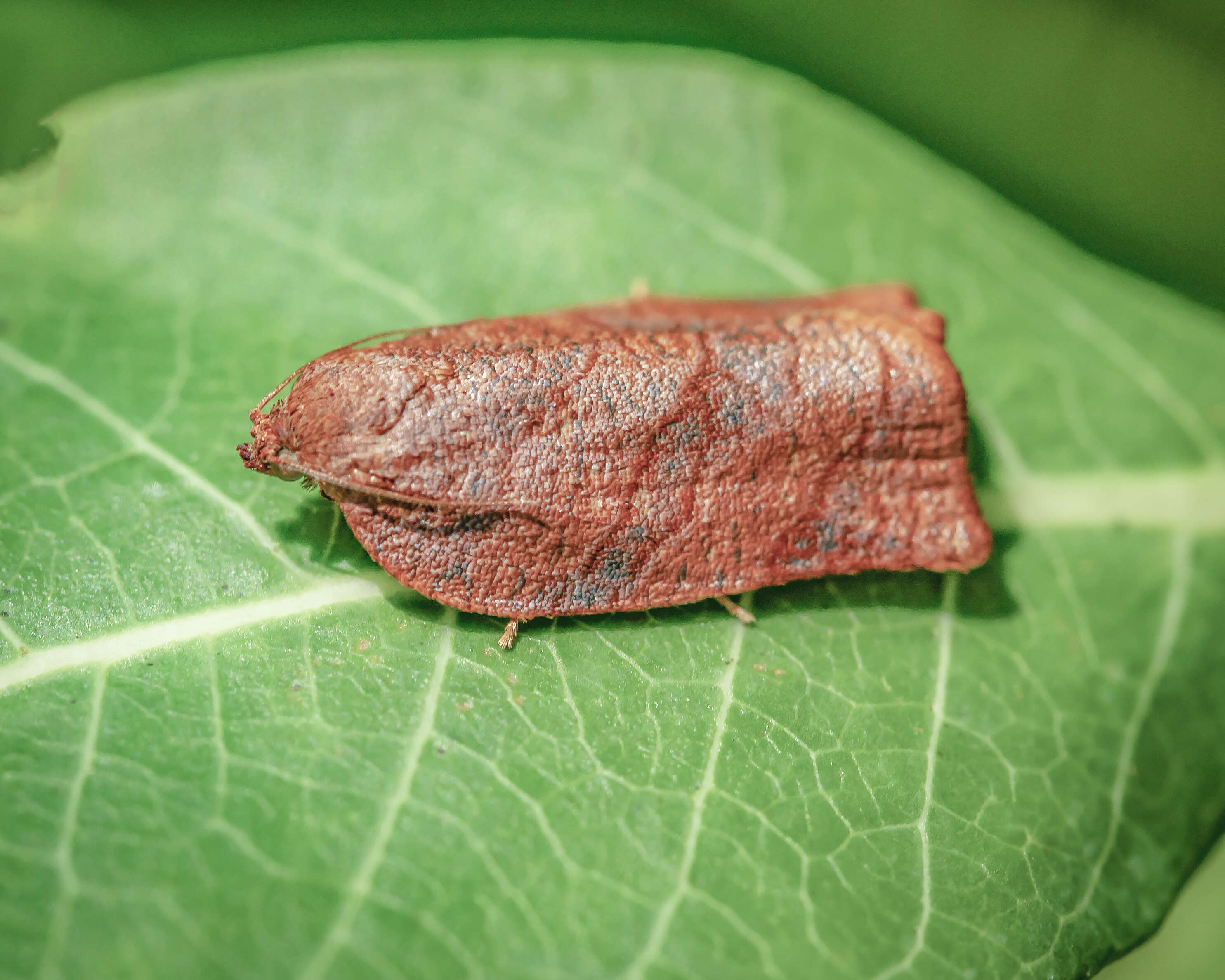 Image of Spotted Fireworm Moth