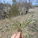 Image of <i>Carex microdonta</i>