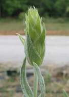 Image of Ironwort