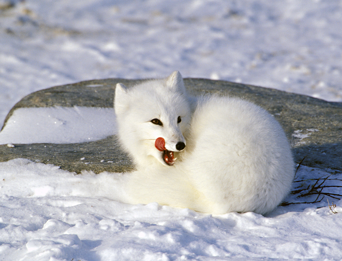 Arctic Fox - Encyclopedia of Life