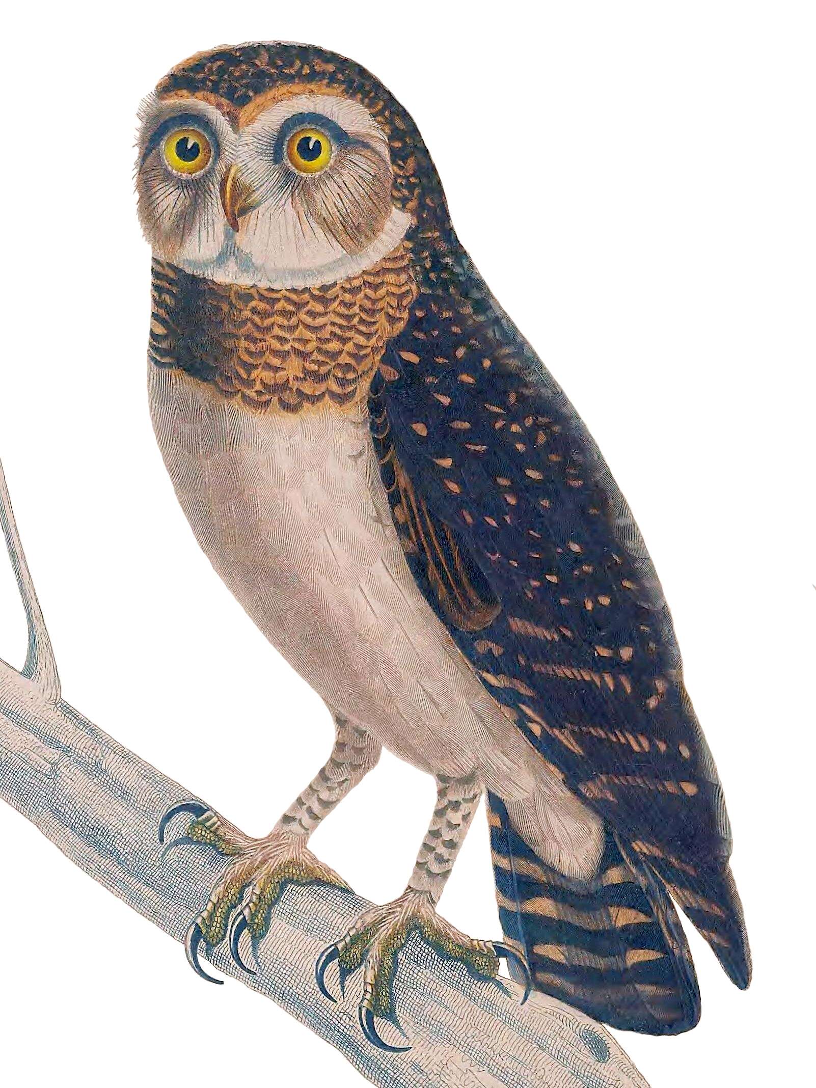 Image of Solomon Hawk Owl