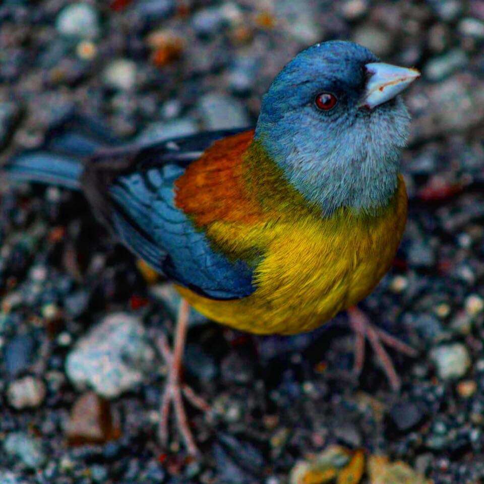 Image of Patagonian Sierra Finch