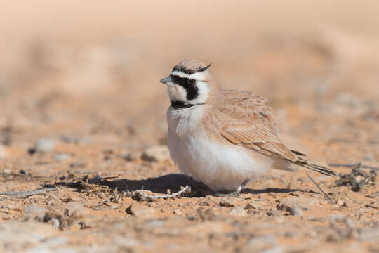 Eremophila bilopha (Temminck 1823) resmi