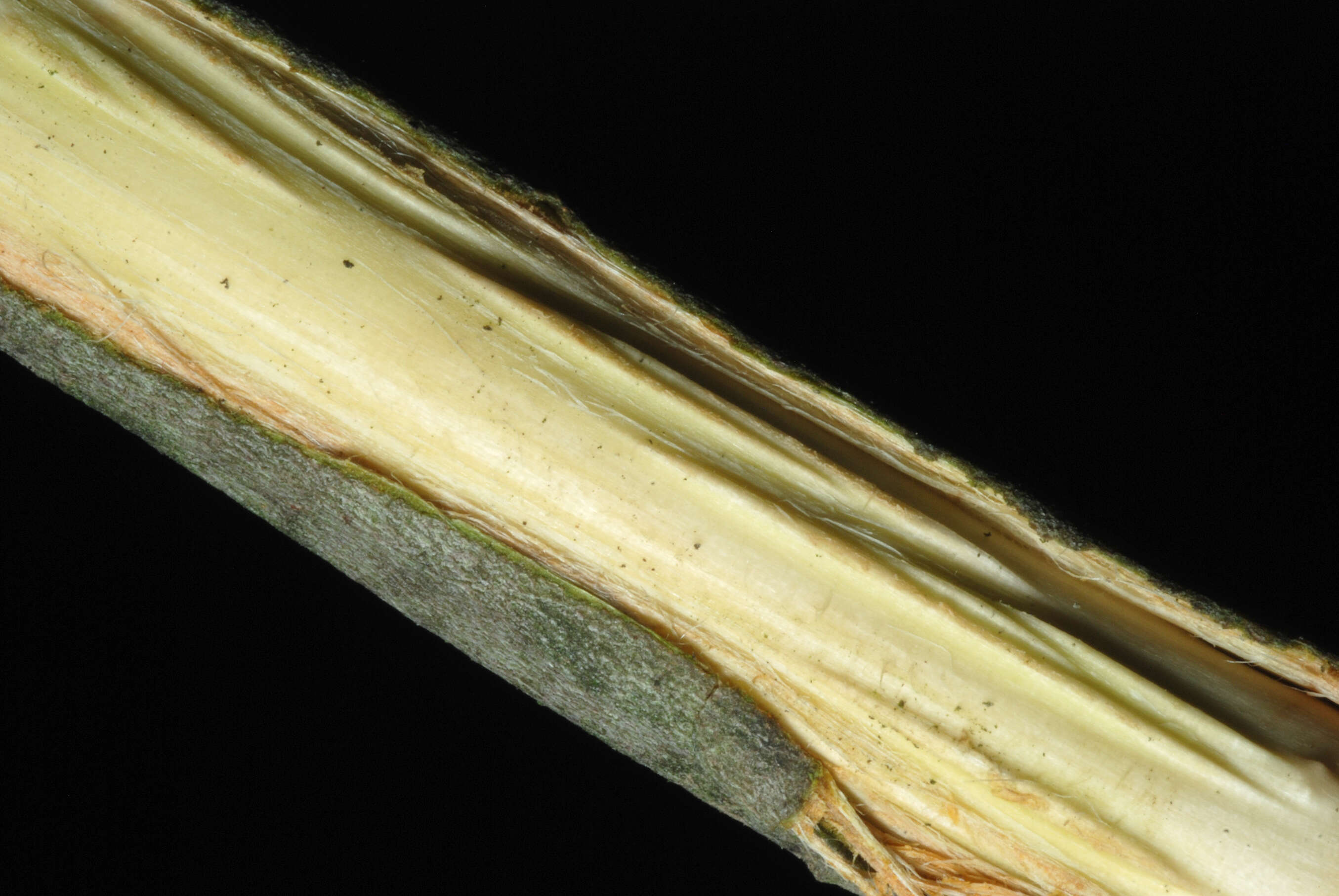 Imagem de Salix cinerea L.