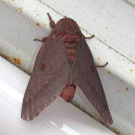 Image of Citheronia sepulcralis Grote & Robinson 1865