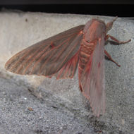 Image of Citheronia sepulcralis Grote & Robinson 1865