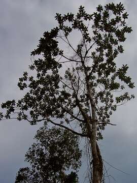 Image of Campnosperma auriculatum (Bl.) Hook. fil.