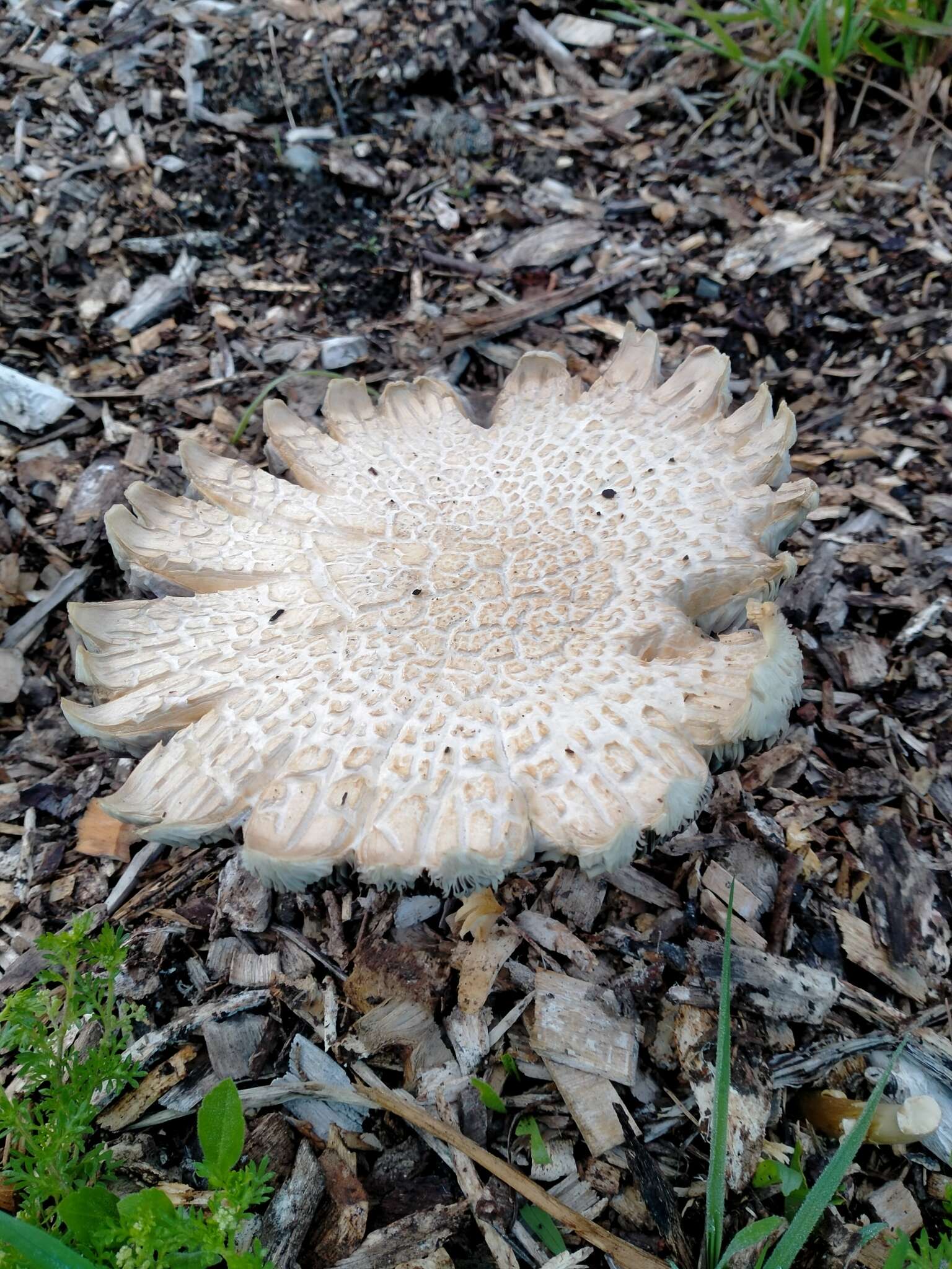 Image of Burgundy mushroom