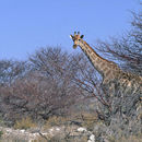 Image of Angolan Giraffe