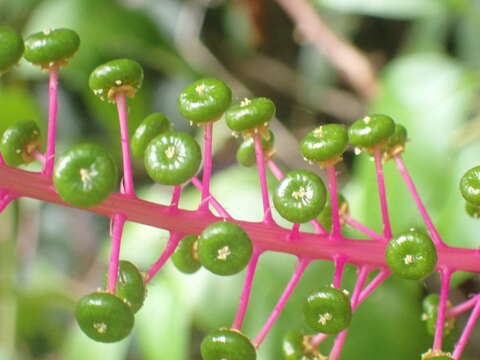 Image of Venezuelan pokeweed