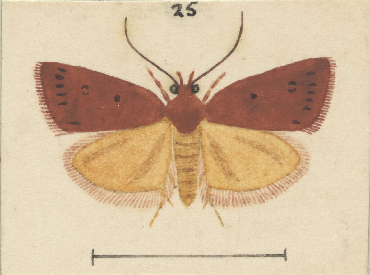 Image of Cryptolechia rhodobapta Meyrick 1923